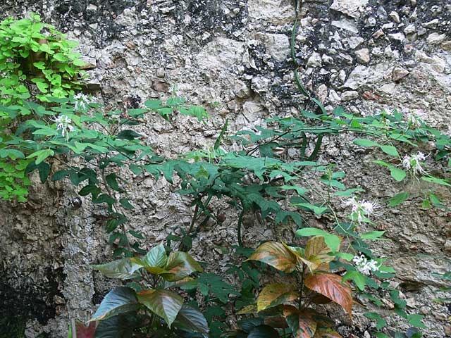Photo of Orchid Tree (Bauhinia divaricata) uploaded by extranjera