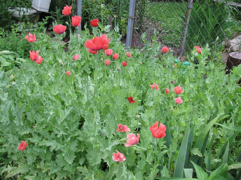 Photo of Poppies (Papaver) uploaded by jmorth