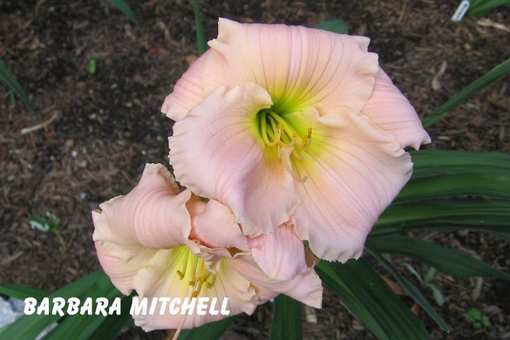 Photo of Daylily (Hemerocallis 'Barbara Mitchell') uploaded by mcash70