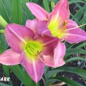 Photo by Gail Morgan of BX Creek Daylilies. Used with permission.