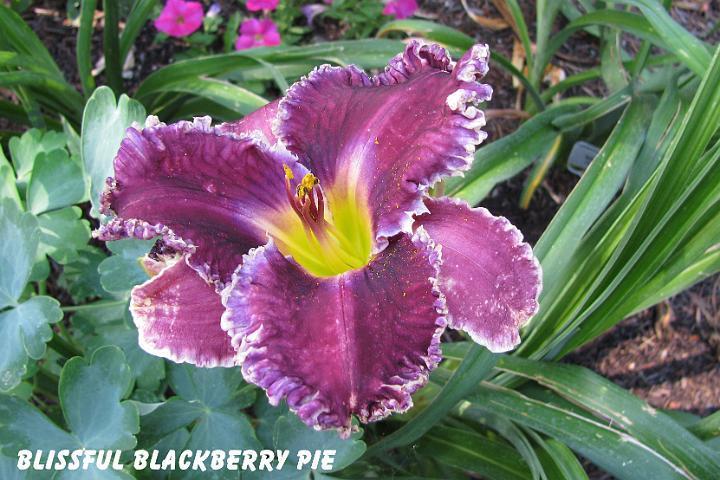 Photo of Daylily (Hemerocallis 'Blissful Blackberry Pie') uploaded by mcash70