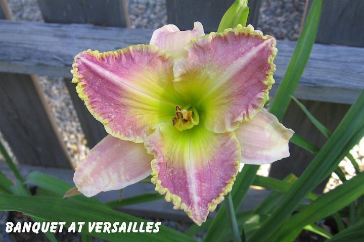 Photo of Daylily (Hemerocallis 'Banquet at Versailles') uploaded by mcash70