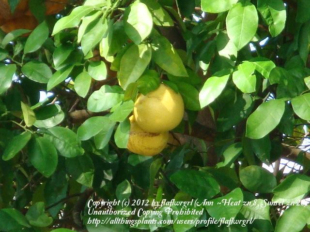 Photo of Citrus Fruits (Citrus) uploaded by flaflwrgrl