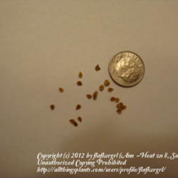 Location: zone 8/9 Lake City, Fl.
Date: 2012-02-10
tiny seeds of S. pimpinellifoium