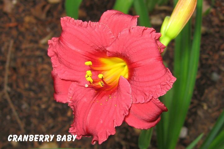 Photo of Daylily (Hemerocallis 'Cranberry Baby') uploaded by mcash70