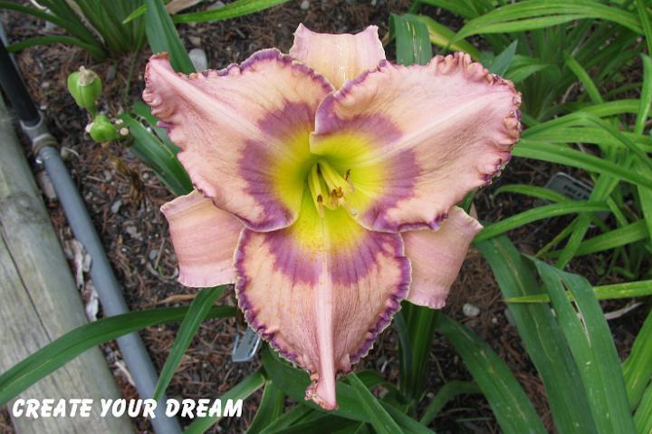 Photo of Daylily (Hemerocallis 'Create Your Dream') uploaded by mcash70