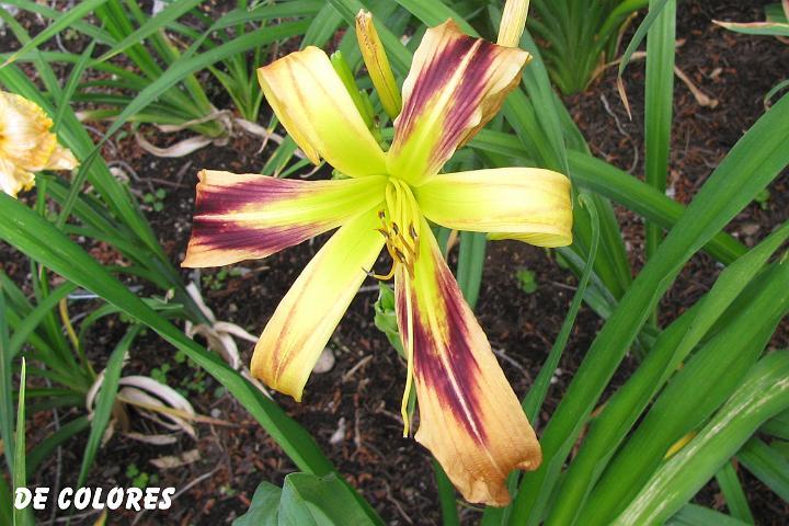 Photo of Daylily (Hemerocallis 'De Colores') uploaded by mcash70
