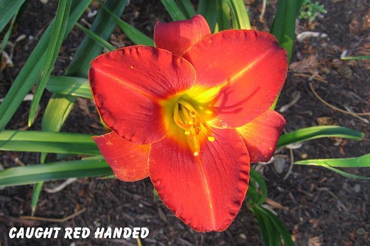 Photo of Daylily (Hemerocallis 'Caught Red Handed') uploaded by mcash70