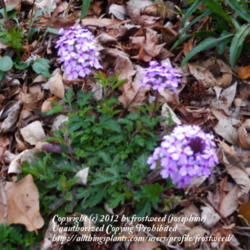 Location: My yard in Arlington, Texas.
Date: Winter 2012
It  has a lovely scent.
