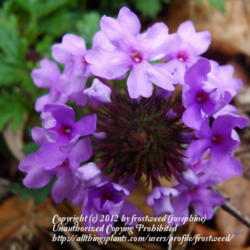 Location: My yard in Arlington, Texas.
Date: Winter 2012
Close up of flower.