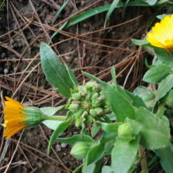 Location: Vinyard
Date: 2012-02-13 
typical Calendula style seed head