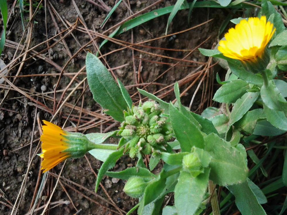 Photo of Field Marigold (Calendula arvensis) uploaded by Chickensonmars