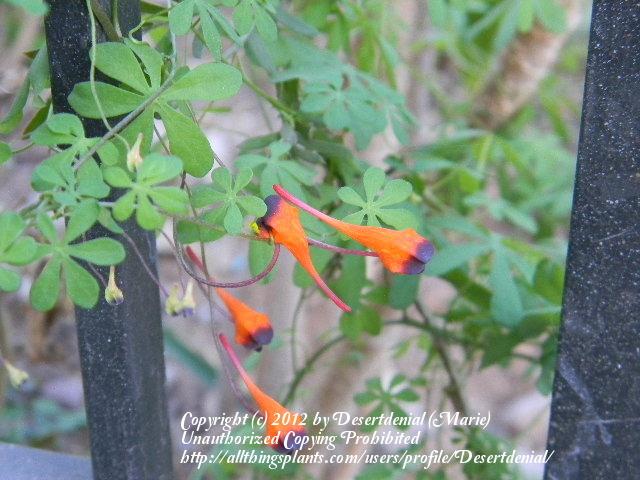 Photo of Bolivian Nasturtium (Tropaeolum tricolor) uploaded by Desertdenial