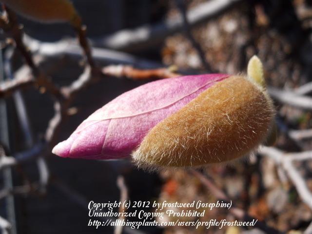 Photo of Saucer Magnolia (Magnolia x soulangeana) uploaded by frostweed