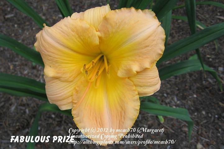 Photo of Daylily (Hemerocallis 'Fabulous Prize') uploaded by mcash70