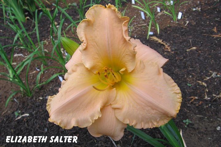 Photo of Daylily (Hemerocallis 'Elizabeth Salter') uploaded by mcash70