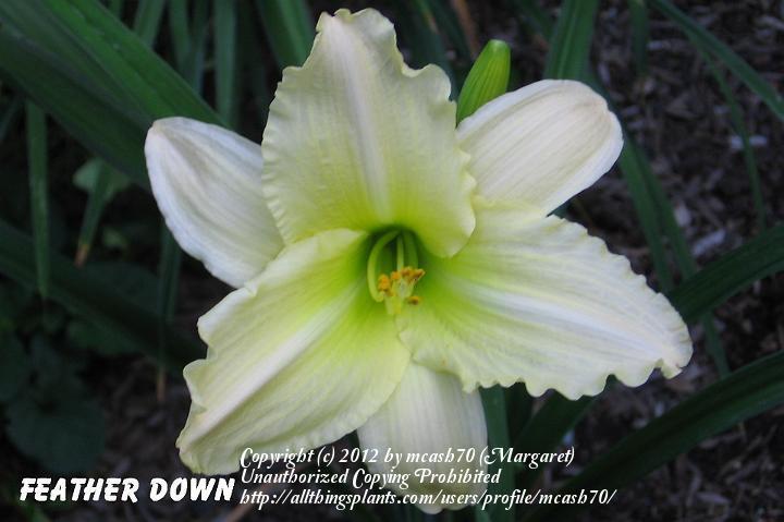 Photo of Daylily (Hemerocallis 'Feather Down') uploaded by mcash70