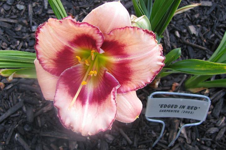 Photo of Daylily (Hemerocallis 'Edged in Red') uploaded by mcash70