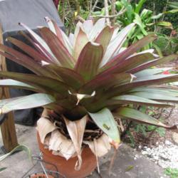 Location: Southwest Florida
Date: February 2012
A majestic plant