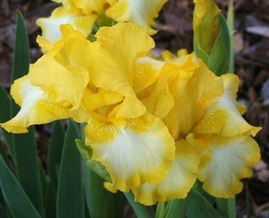 Photo of Intermediate Bearded Iris (Iris 'Bottled Sunshine') uploaded by Ladylovingdove