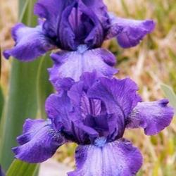 Location: Fort Worth TX
Date: 2009-03-24
Intermediate iris \"This and That\"