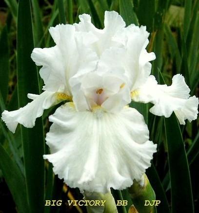 Photo of Border Bearded Iris (Iris 'Big Victory') uploaded by Ladylovingdove