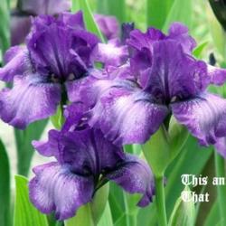 Location: Fort Worth TX
Date: 2010-04-11
Intermediate iris \"This and That\"