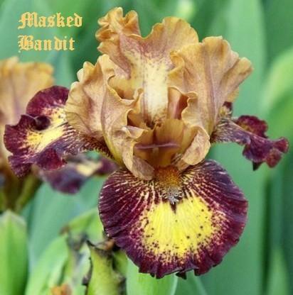 Photo of Intermediate Bearded Iris (Iris 'Masked Bandit') uploaded by Ladylovingdove