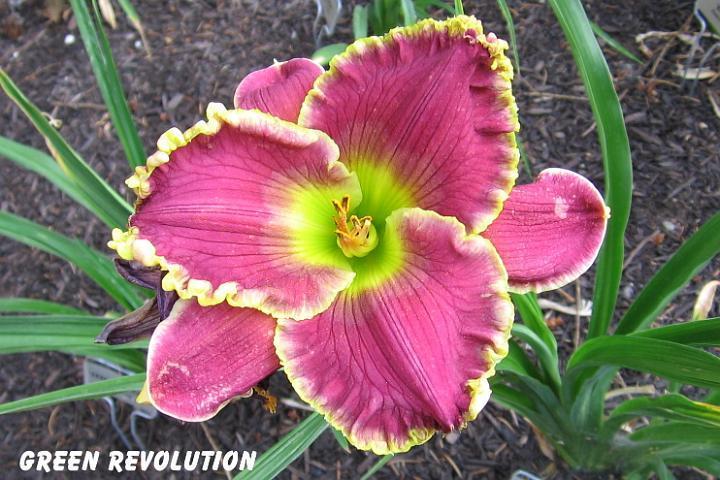 Photo of Daylily (Hemerocallis 'Green Revolution') uploaded by mcash70