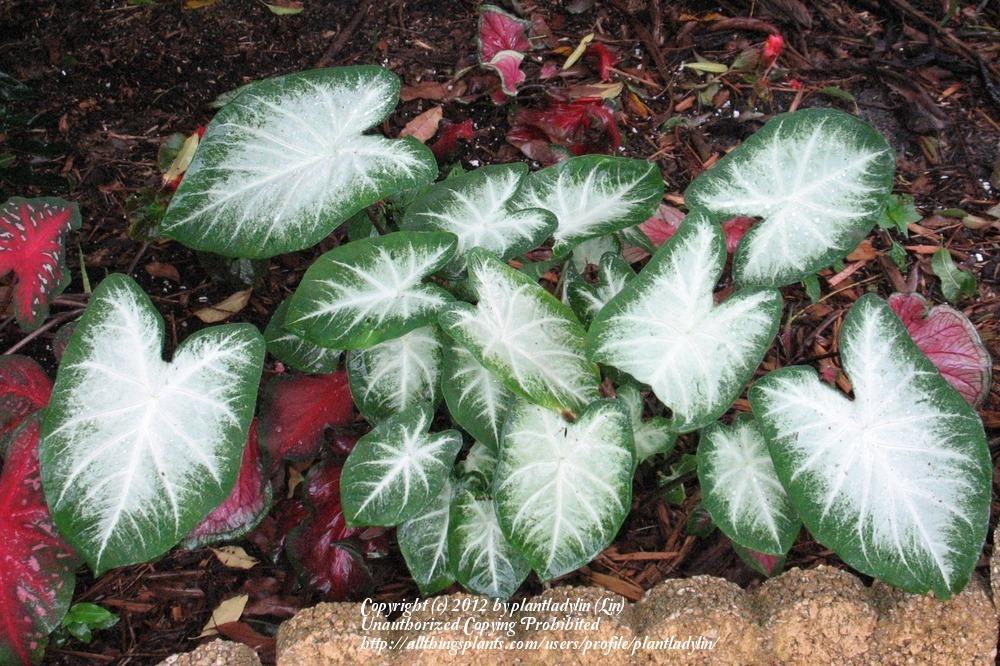 Photo of Fancy-leaf Caladium (Caladium 'Aaron') uploaded by plantladylin