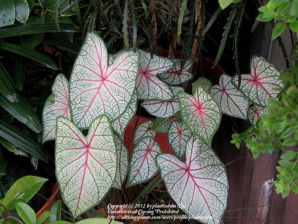 Photo of Fancy-leaf Caladium (Caladium 'White Queen') uploaded by plantladylin