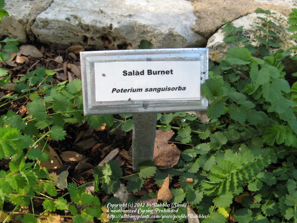 Photo of Salad Burnet (Poterium sanguisorba) uploaded by Bubbles