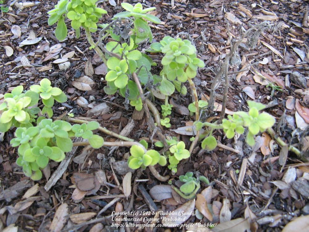 Photo of Vicks Plant (Plectranthus hadiensis) uploaded by Bubbles