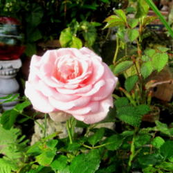 Location: Orlando, Central Florida, zone 9b
Date: 2012-02-15
Mini rose Pink Symphony or Sweet Sunblaze