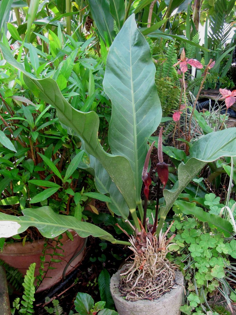 Photo of Anthurium eggersii uploaded by GoneTropical