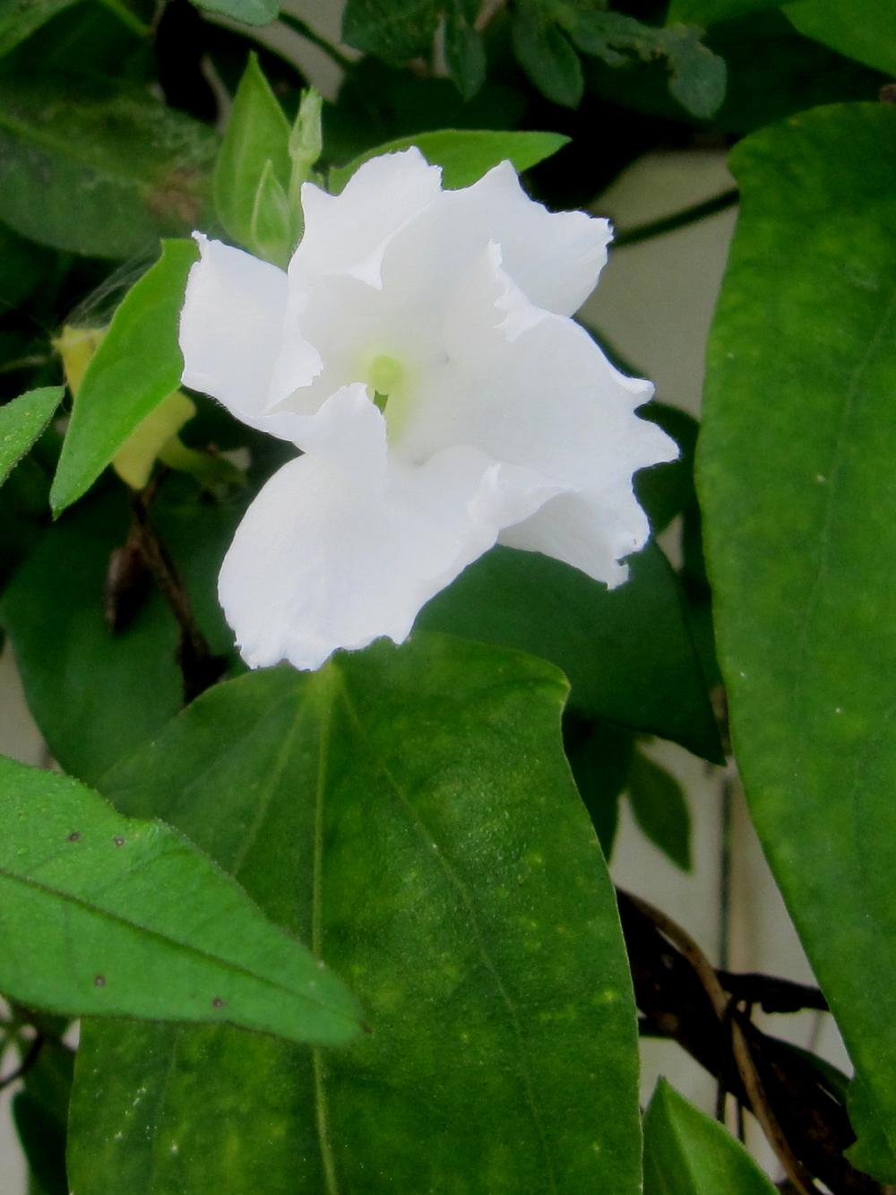 Photo of Sweet Clock-Vine (Thunbergia fragrans) uploaded by GoneTropical