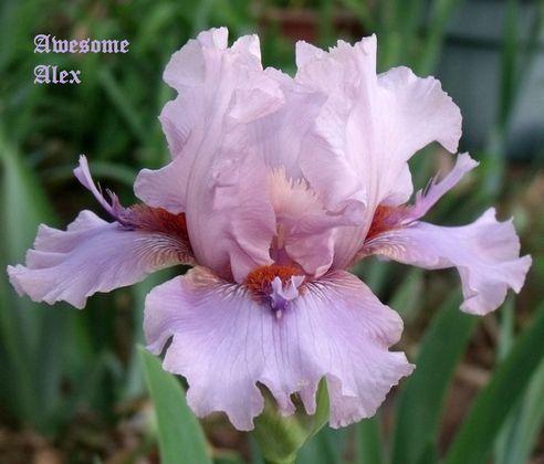 Photo of Tall Bearded Iris (Iris 'Awesome Alex') uploaded by Ladylovingdove