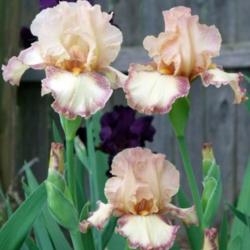 Location: Fort Worth TX
Date: 2010-04-15
Tall bearded iris \"Dorothy Parker\"