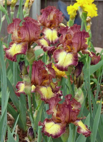Photo of Tall Bearded Iris (Iris 'Clown Around') uploaded by Ladylovingdove