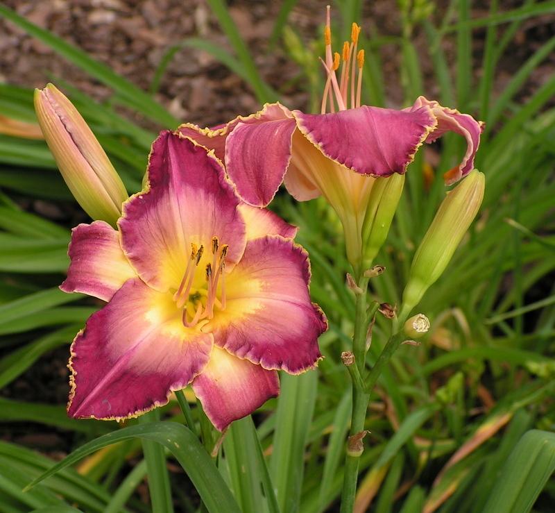 Photo of Daylily (Hemerocallis 'Queen's Cape') uploaded by TreeClimber