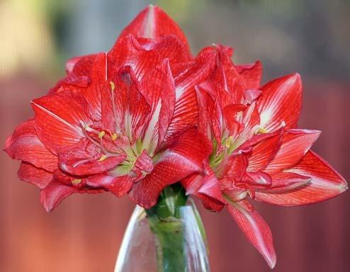 Photo of Amaryllis (Hippeastrum 'Sunny Nymph') uploaded by bsharf