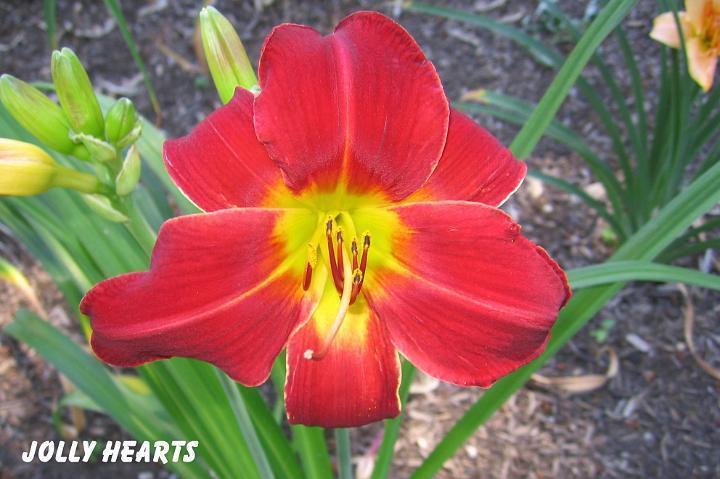 Photo of Daylily (Hemerocallis 'Jolly Hearts') uploaded by mcash70