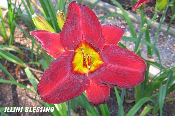 Photo of Daylily (Hemerocallis 'Illini Blessing') uploaded by mcash70