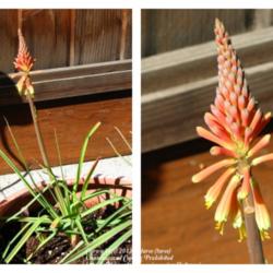Location: In my garden - Central Valley area, CA
Date: 15Feb2012
Kniphofia sarmentosa-9 days after planting seedling-blooms adjust