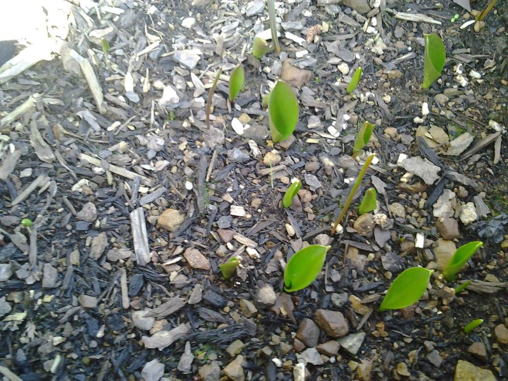 Photo of Chocolate Lily (Fritillaria affinis) uploaded by Chickensonmars