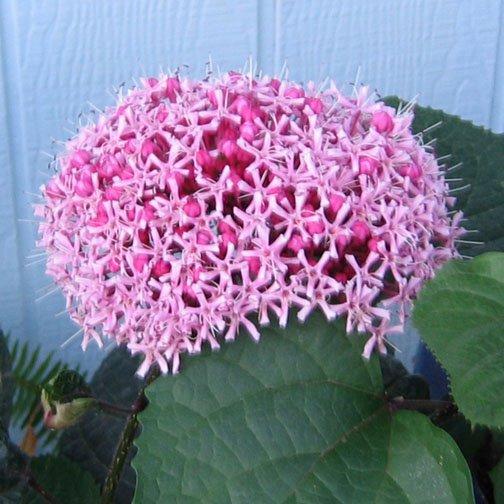 Photo of Cashmere Bouquet (Clerodendrum bungei) uploaded by GardenGuyAZ