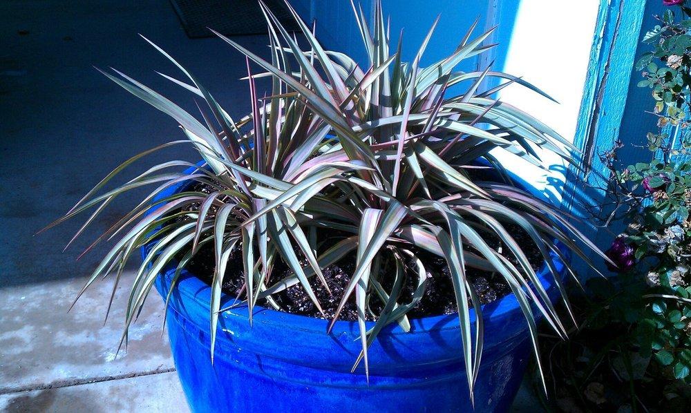 Photo of Weeping Yucca (Yucca gloriosa var. tristis Margaritaville™) uploaded by GardenGuyAZ