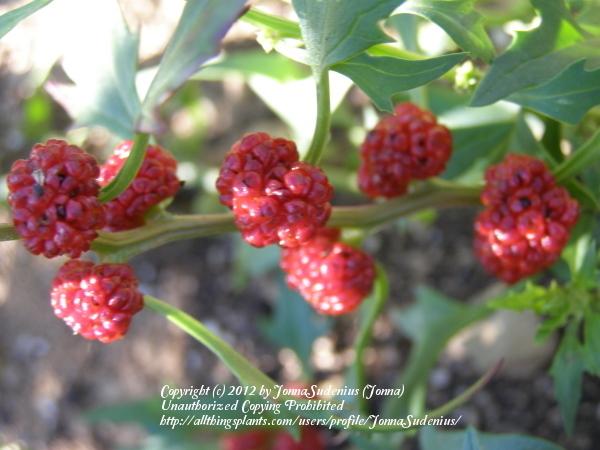 Photo of Strawberry Blite (Blitum capitatum) uploaded by JonnaSudenius
