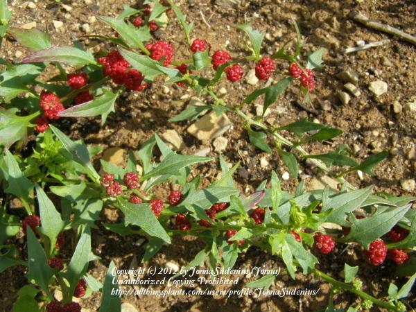 Photo of Strawberry Blite (Blitum capitatum) uploaded by JonnaSudenius