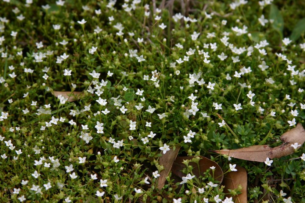 Photo of Southern bluet (Houstonia micrantha) uploaded by dave